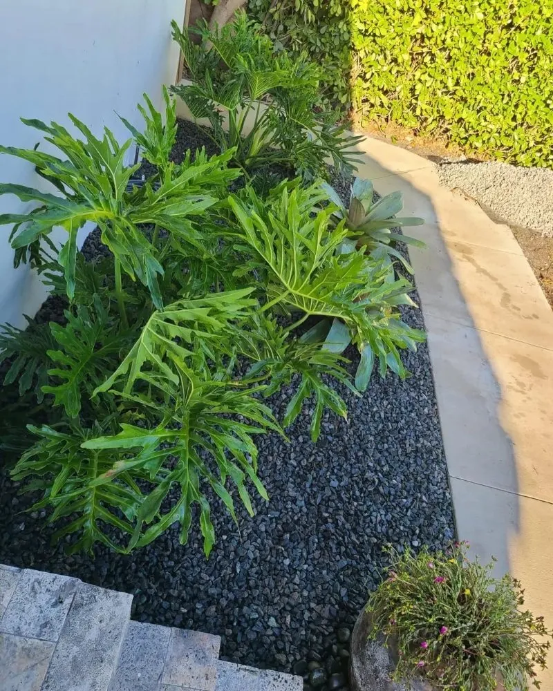 Affordable landscape design in Carson, CA by Rick Landscape Maintenance