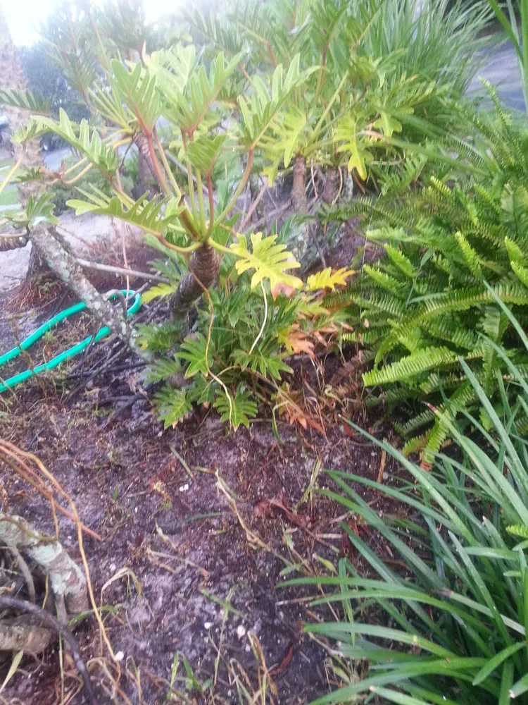 Local landscaping services experts serving Lehigh Acres, FL - Rick Roberts Lawn Service