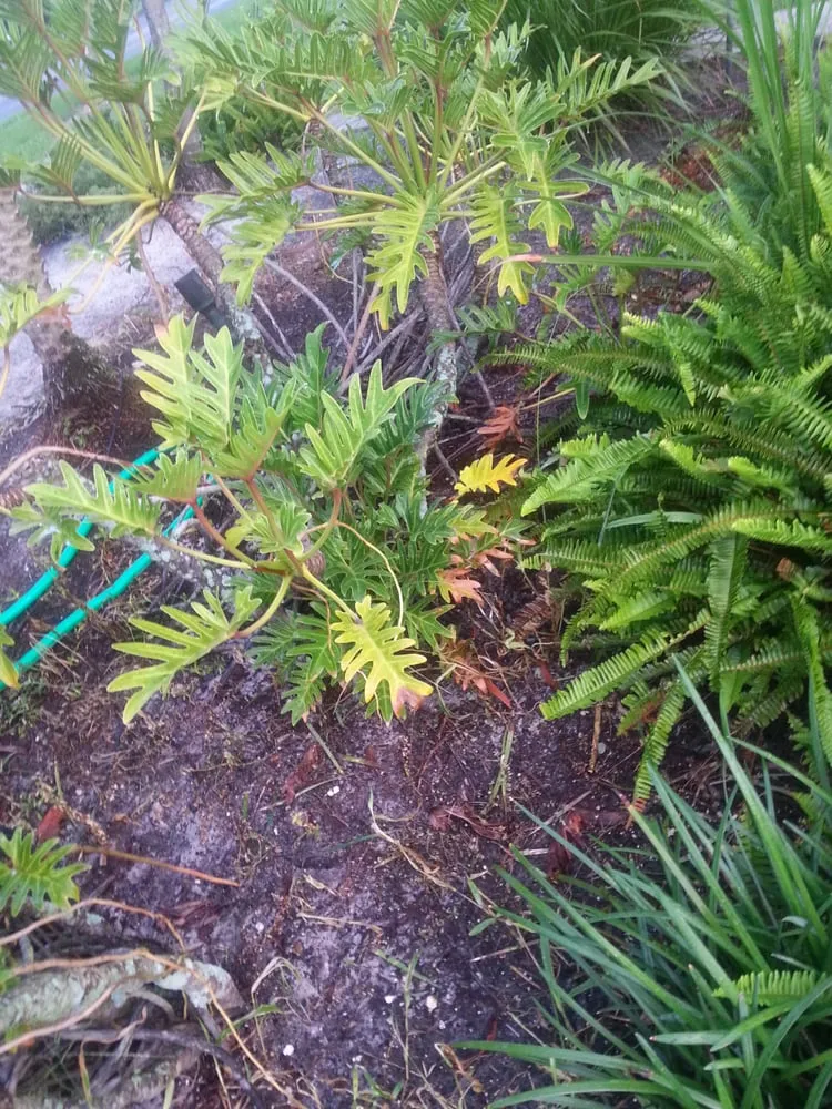 Expert lawn care service in Lehigh Acres, FL - Rick Roberts Lawn Service