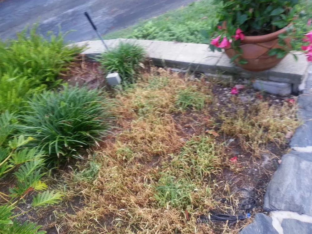 Top-rated residential landscaping experts serving Lehigh Acres, FL - Rick Roberts Lawn Service