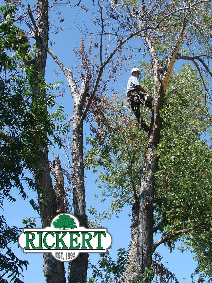 Professional landscape installation in Tulsa, OK - Rickert Landscaping & Tree Service