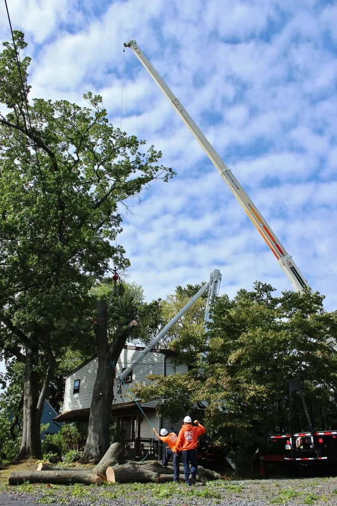 Local yard maintenance in Bensalem, PA - Rick's Expert Tree Service