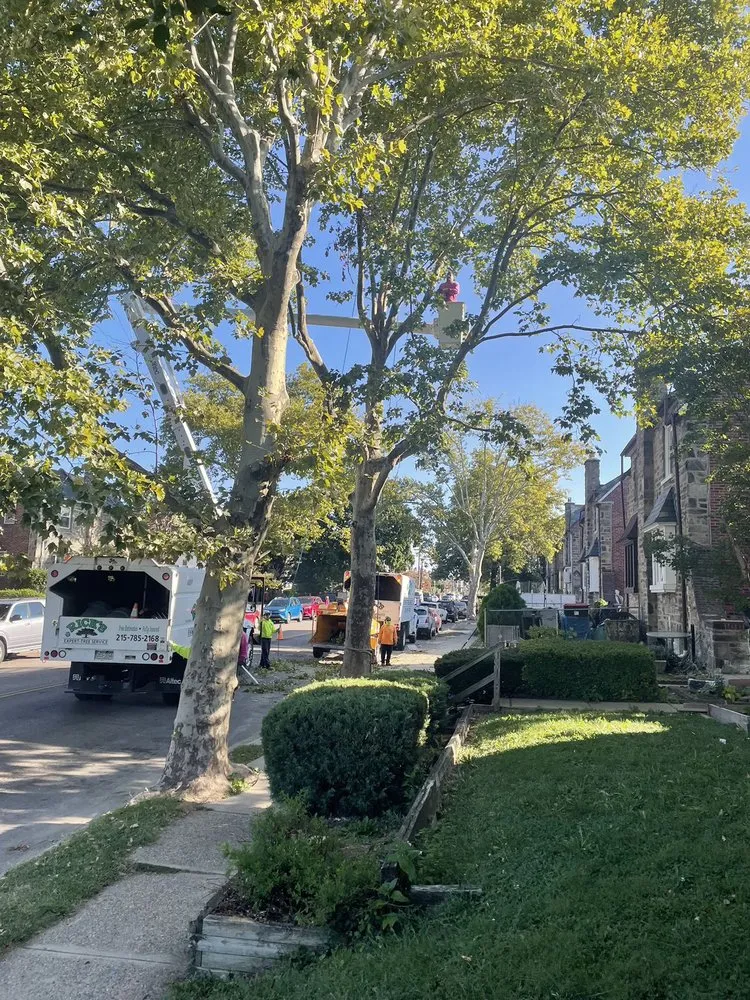 Expert yard maintenance in Bensalem, PA by Rick's Expert Tree Service