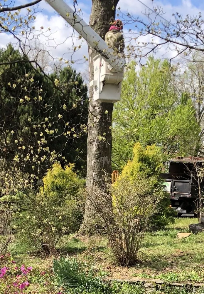 Professional landscape installation in Bensalem, PA by Rick's Expert Tree Service