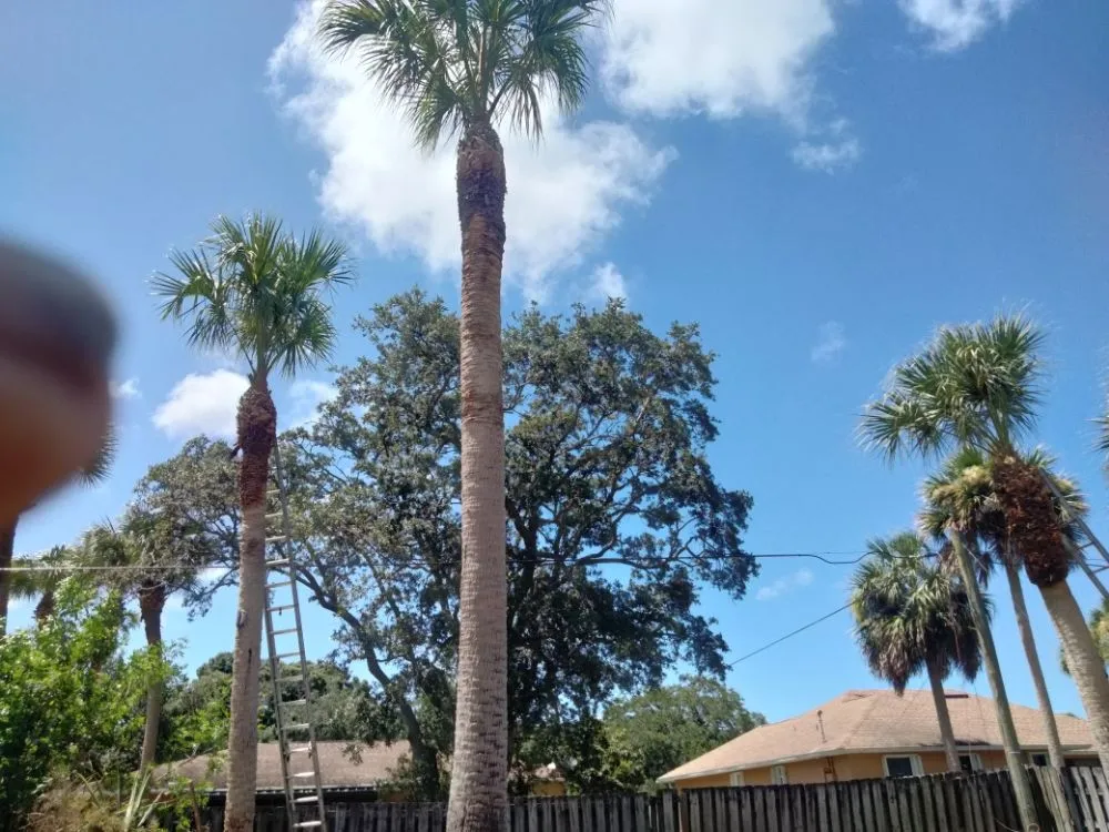 Trusted landscape installation in Sebastian, FL - Rick's Landscape