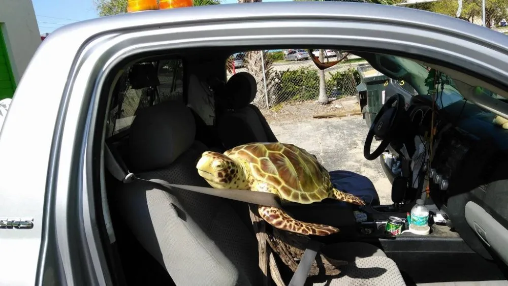 Professional lawn care service near you in Sebastian, FL by Rick's Landscape