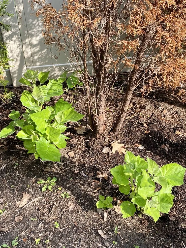 Professional landscape installation in Bolingbrook, IL by Rick's Landscaping & Lawn Care