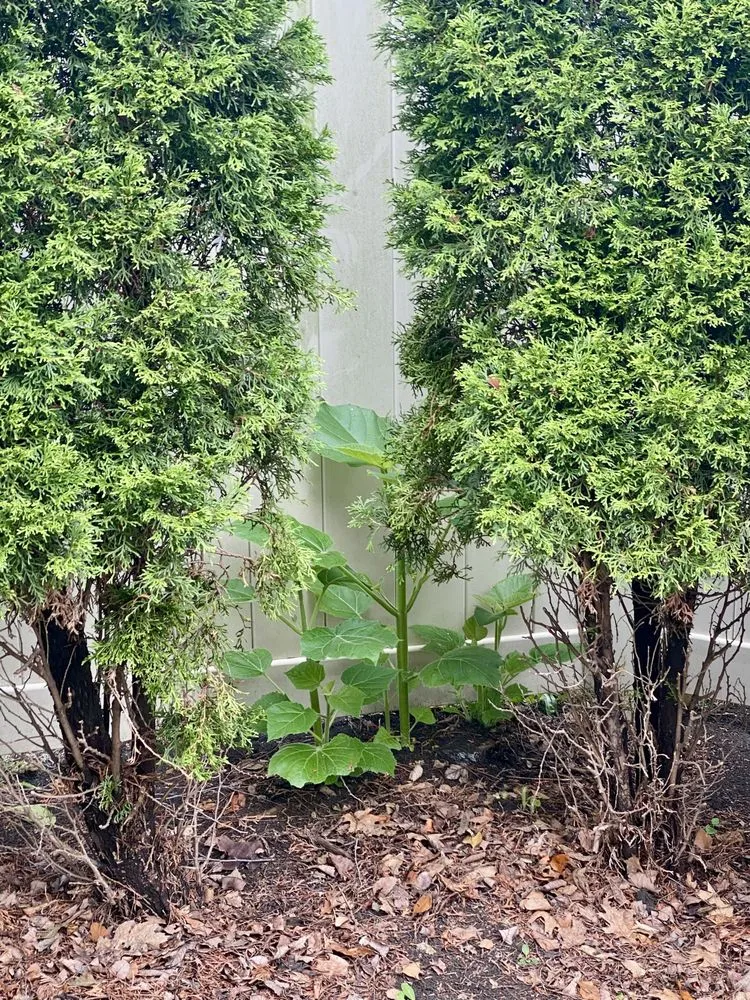 Expert lawn mowing service for homes in Bolingbrook, IL by Rick's Landscaping & Lawn Care