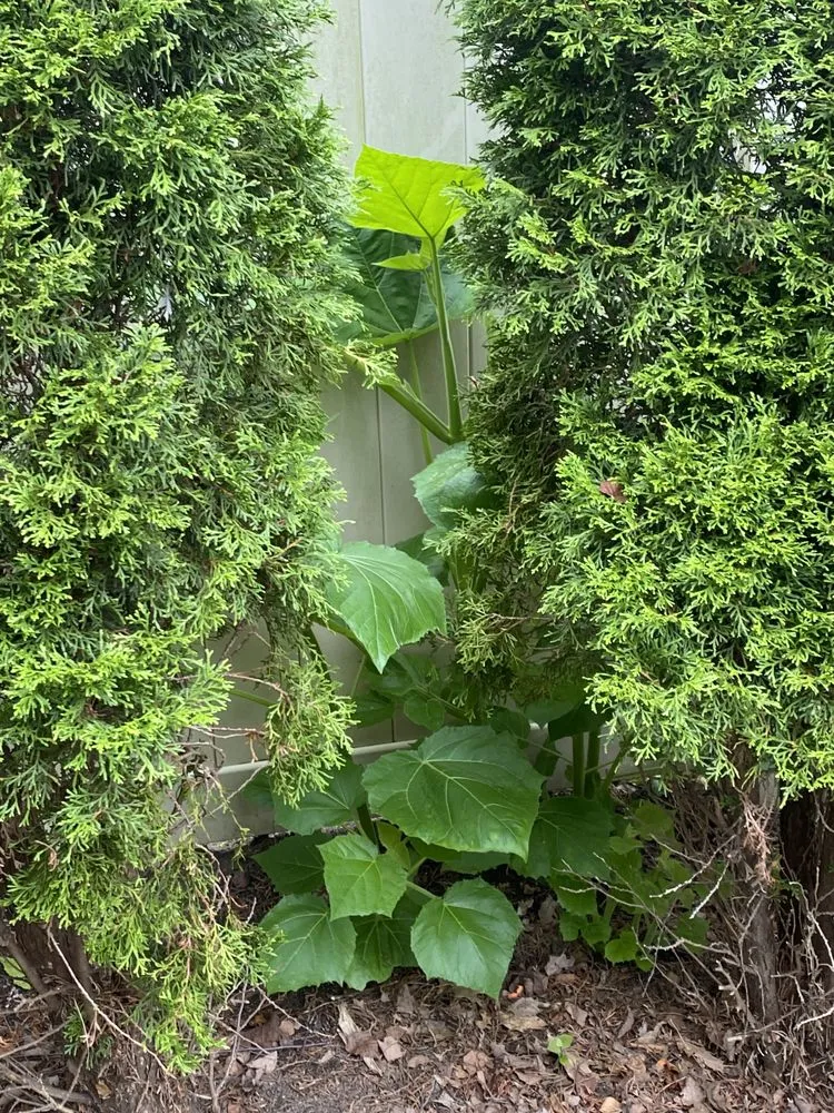 Local landscape installation in Bolingbrook, IL - Rick's Landscaping & Lawn Care