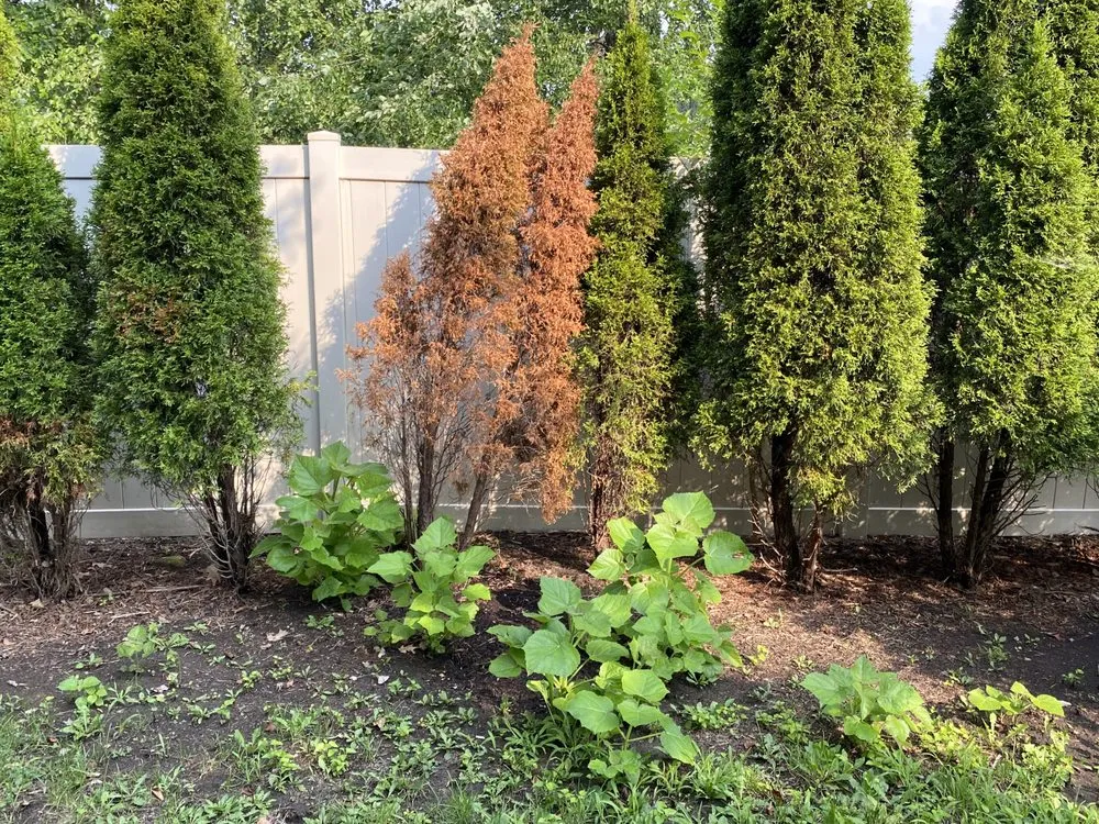 Top-rated yard cleanup service in Bolingbrook, IL by Rick's Landscaping & Lawn Care