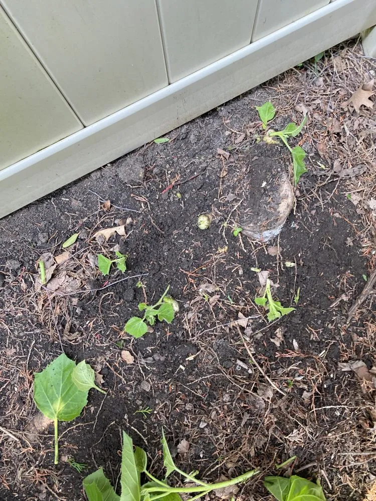 Affordable lawn mowing service in Bolingbrook, IL by Rick's Landscaping & Lawn Care