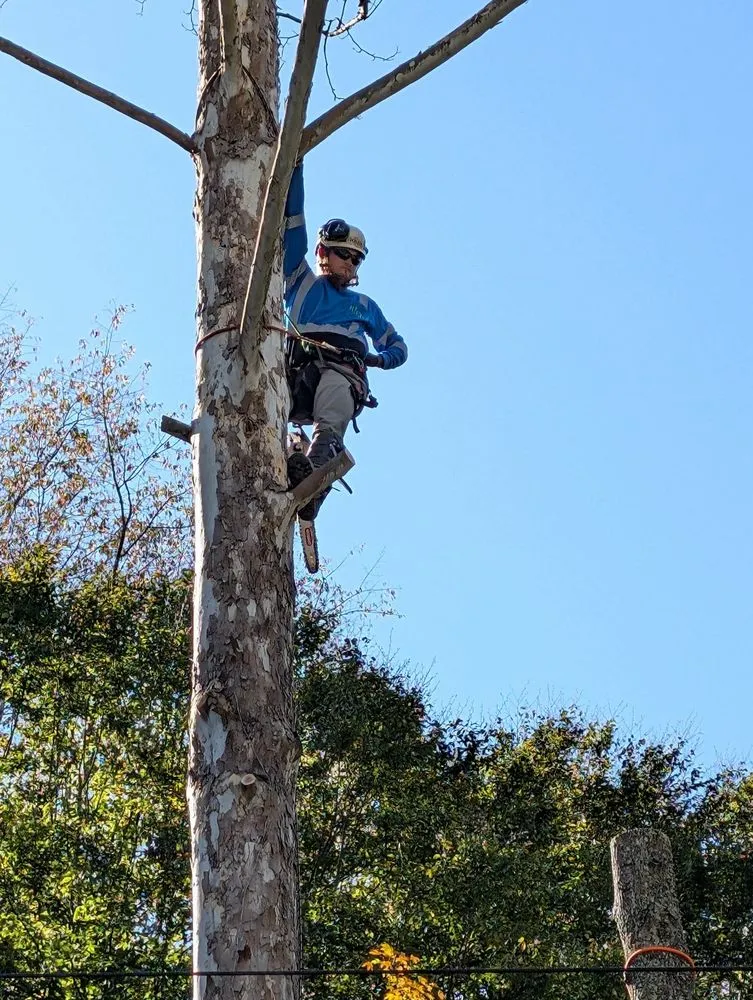 Professional landscape design for homes in Wayne, WV by Rick's Lawn & Tree Service