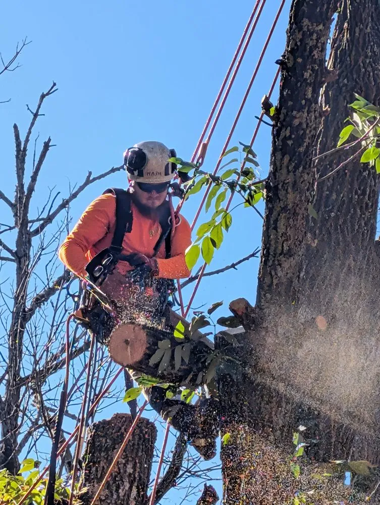 Local yard maintenance experts serving Wayne, WV - Rick's Lawn & Tree Service