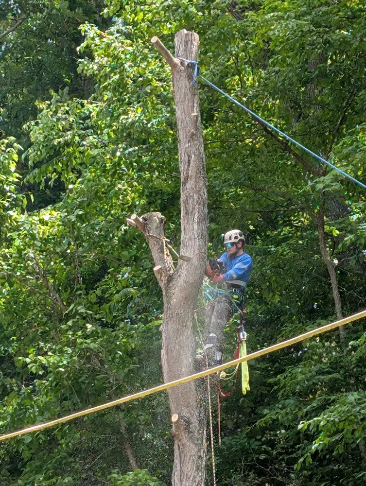 Local residential landscaping in Wayne, WV - Rick's Lawn & Tree Service