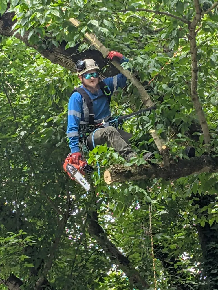 Top-rated lawn care service experts serving Wayne, WV - Rick's Lawn & Tree Service