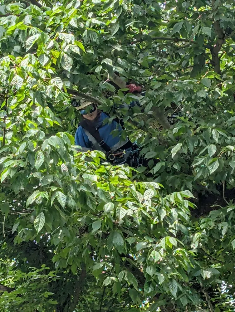 Trusted garden landscaping for outdoor upgrades across Wayne, WV - Rick's Lawn & Tree Service