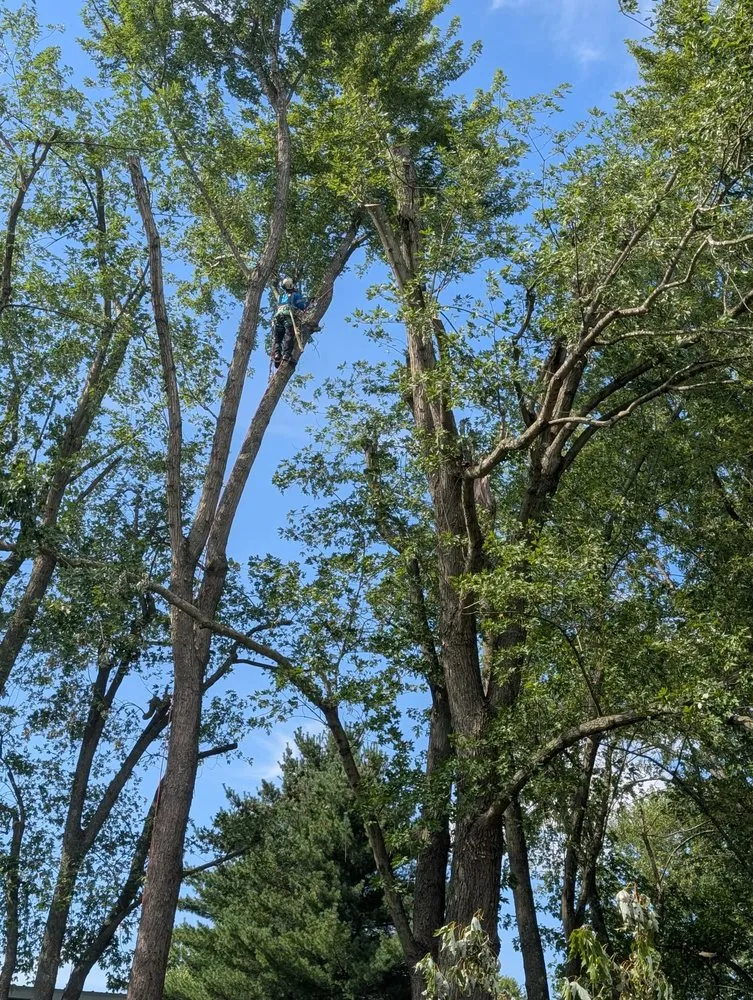 Professional outdoor landscaping in Wayne, WV by Rick's Lawn & Tree Service