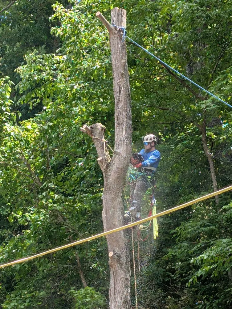 Reliable yard maintenance for year-round maintenance in Wayne, WV by Rick's Lawn & Tree Service