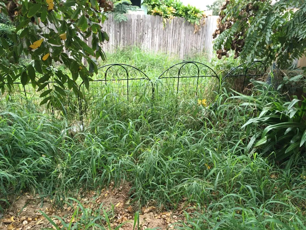 Custom lawn care service near you in Corp Christi, TX by Ricks Lawn Care Service