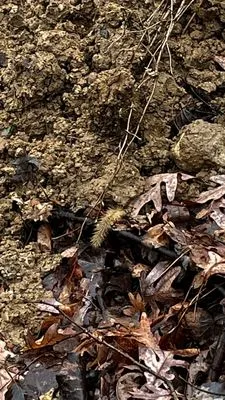 Rick's Outdoor Services Logo