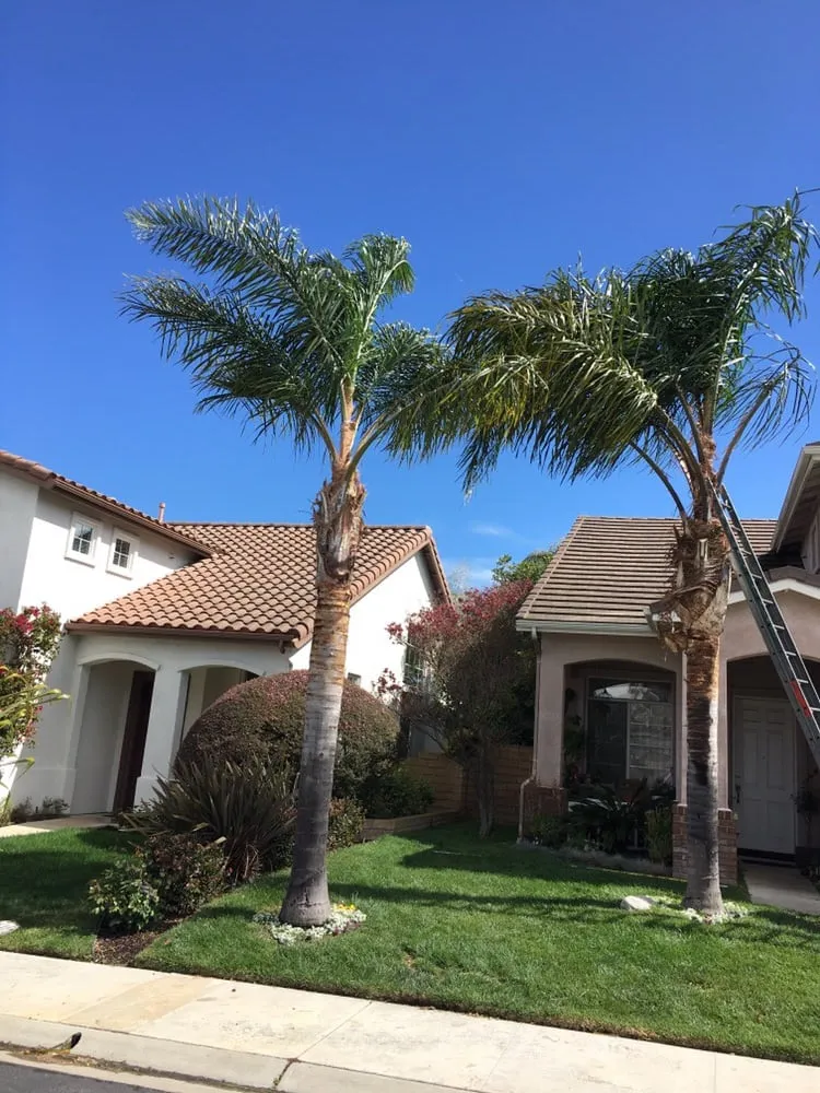 Reliable lawn care service in Agoura, CA by Rick's Palm Tree Service