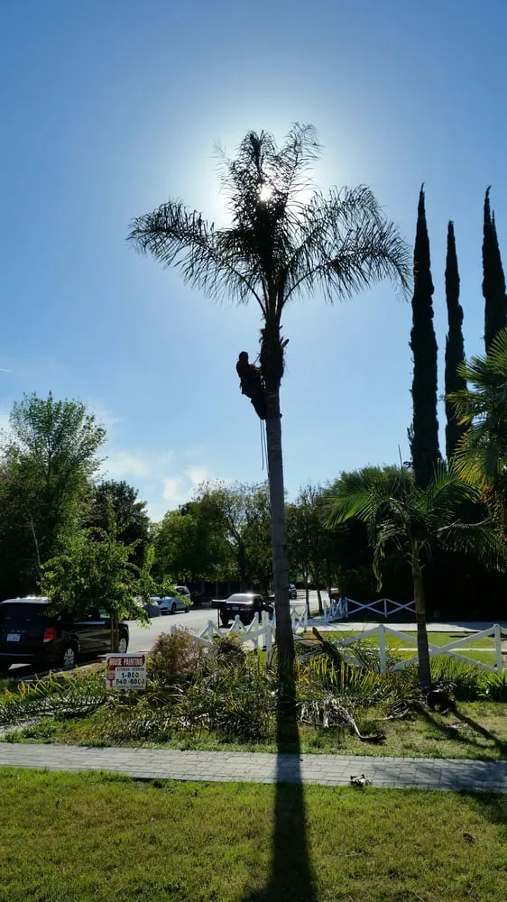 Expert yard maintenance for year-round maintenance across Agoura, CA - Rick's Palm Tree Service