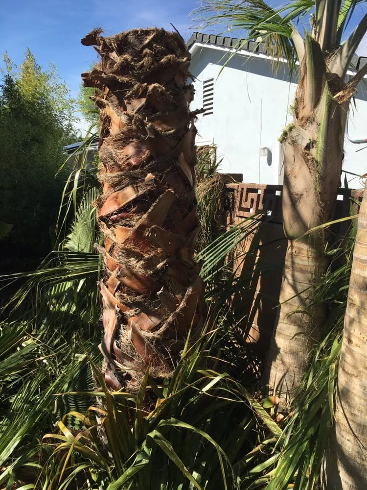 Expert landscape design in Agoura, CA by Rick's Palm Tree Service