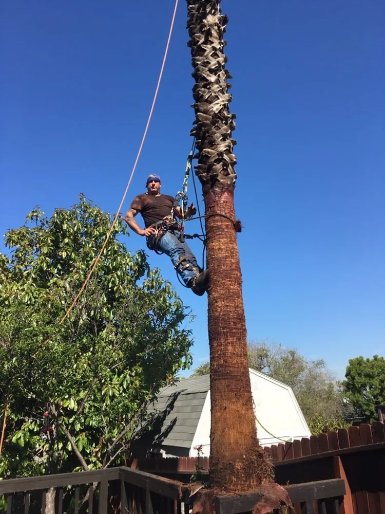 Trusted landscape design for outdoor upgrades in Agoura, CA by Rick's Palm Tree Service
