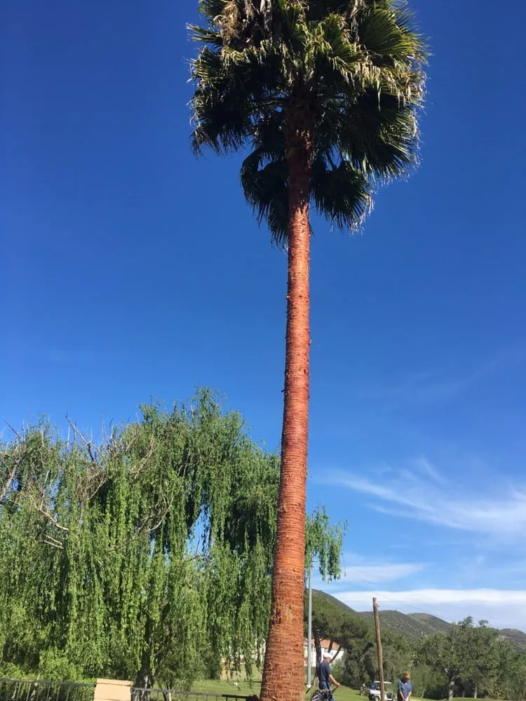 Expert outdoor landscaping for beautiful yards across Agoura, CA - Rick's Palm Tree Service