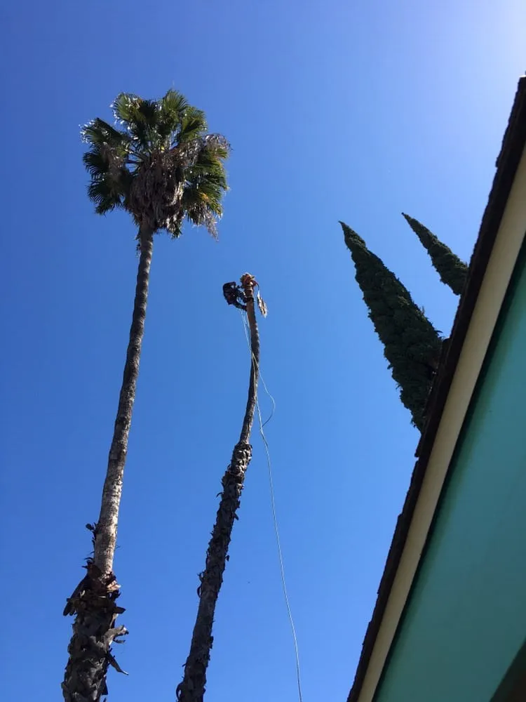 Expert outdoor landscaping in Agoura, CA - Rick's Palm Tree Service