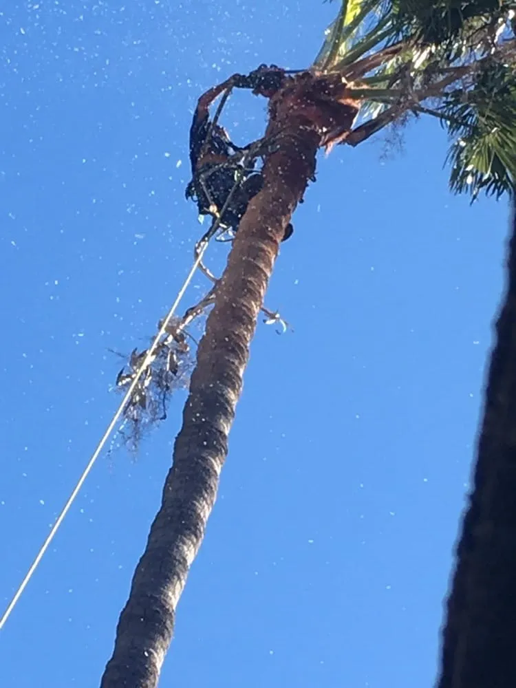 Affordable yard cleanup service experts serving Agoura, CA - Rick's Palm Tree Service