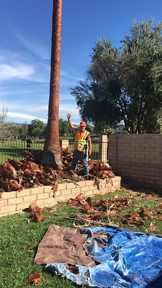 Trusted yard maintenance in Agoura, CA by Rick's Palm Tree Service