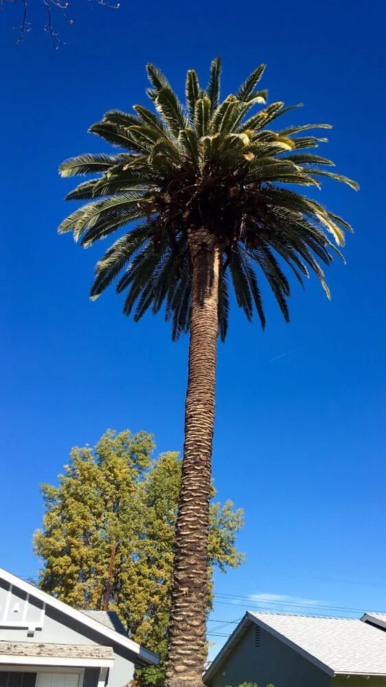 Top-rated landscape design near you across Agoura, CA - Rick's Palm Tree Service