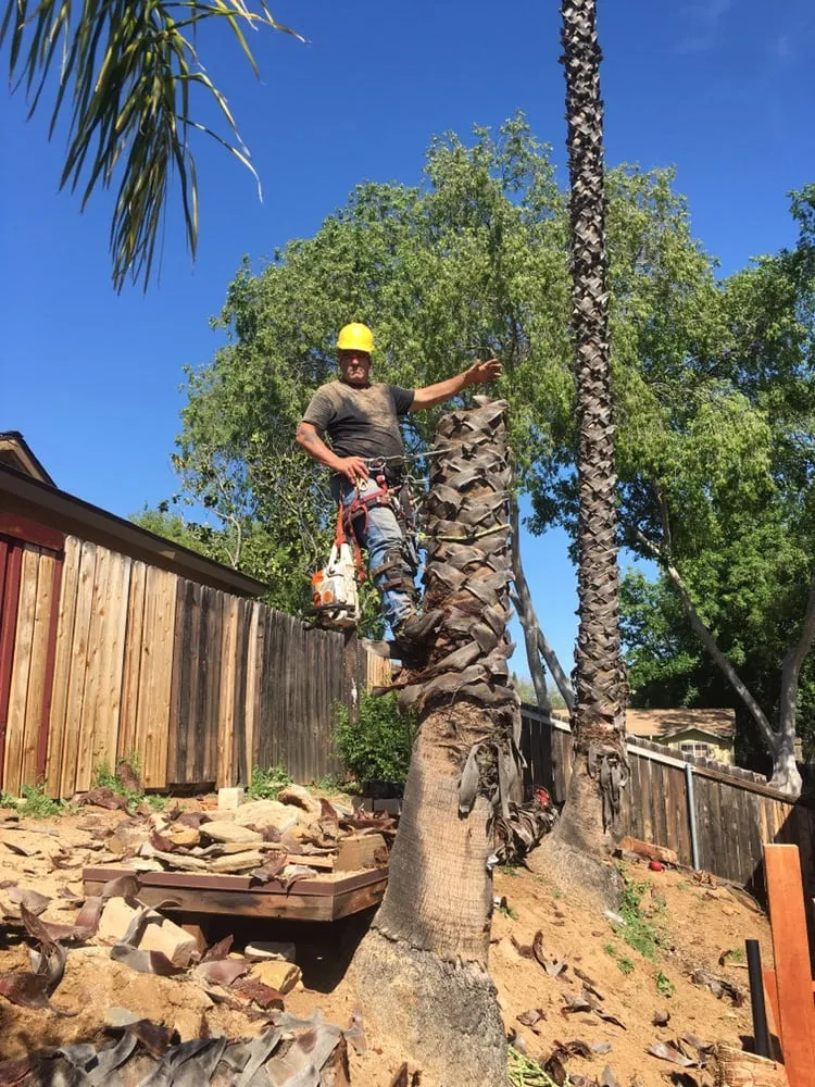 Affordable lawn mowing service for outdoor upgrades across Agoura, CA - Rick's Palm Tree Service