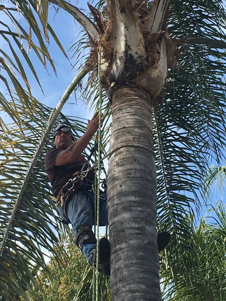 Custom outdoor landscaping in Agoura, CA - Rick's Palm Tree Service