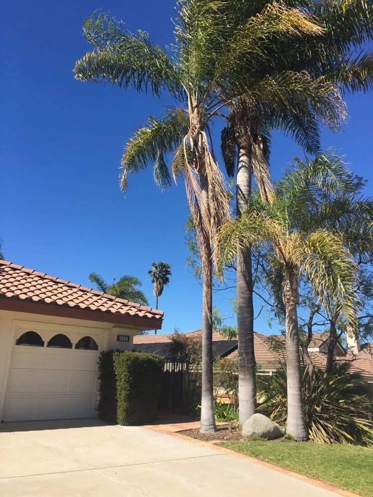 Trusted yard cleanup service in Agoura, CA - Rick's Palm Tree Service