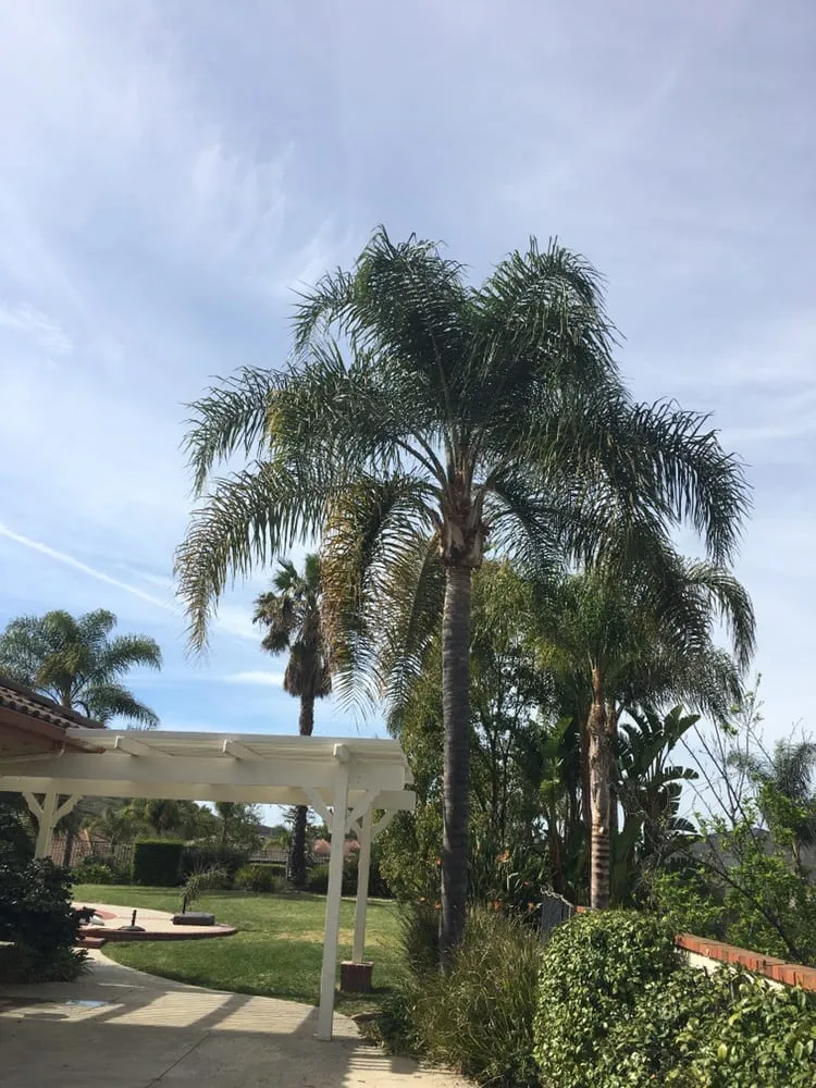 Trusted outdoor landscaping for homes across Agoura, CA - Rick's Palm Tree Service