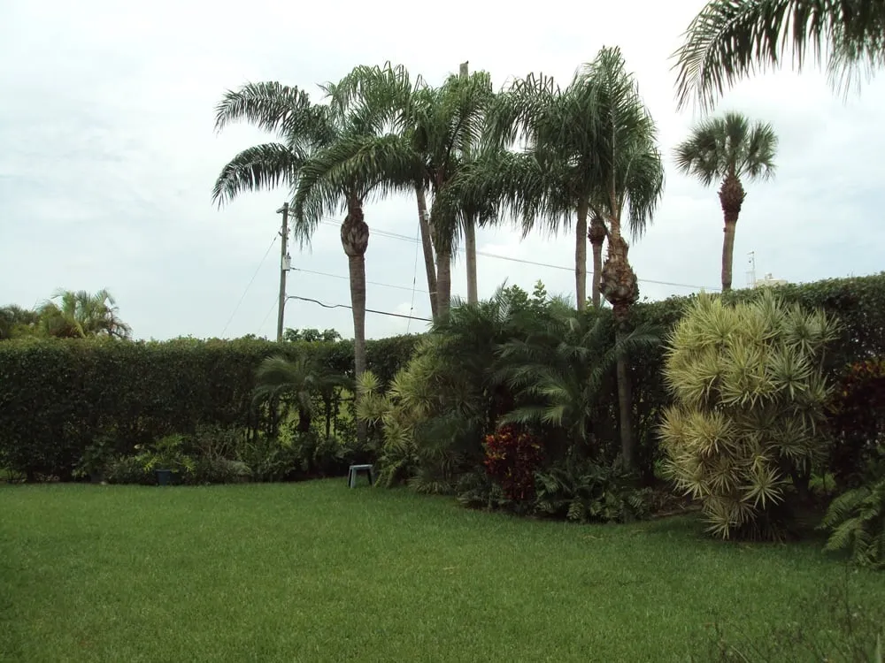 Affordable landscaping services for residential properties across Coral Springs, FL - Rick's Tree And Landscaping Services