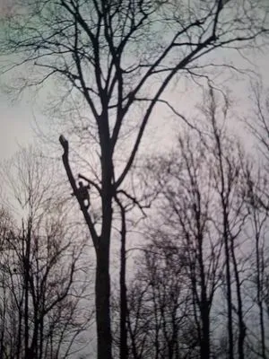 Rick's Tree Service and Landscaping Logo