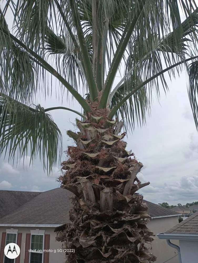 Trusted yard cleanup service experts serving Fort Lauderdale, FL - Rick’s Tree Trimming