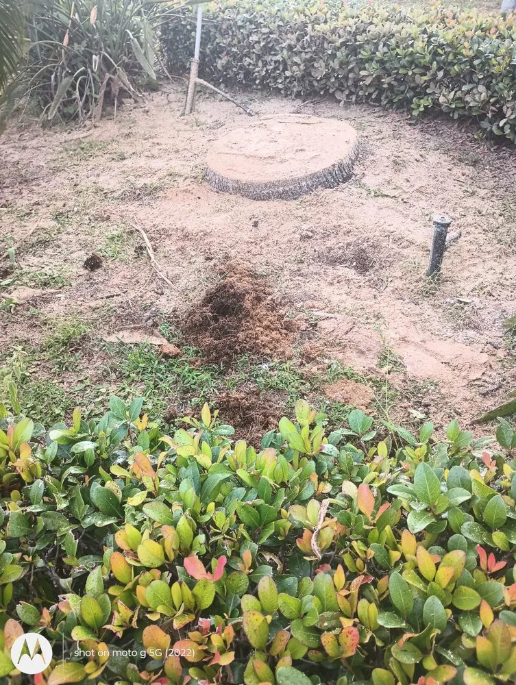 Affordable residential landscaping in Fort Lauderdale, FL - Rick’s Tree Trimming