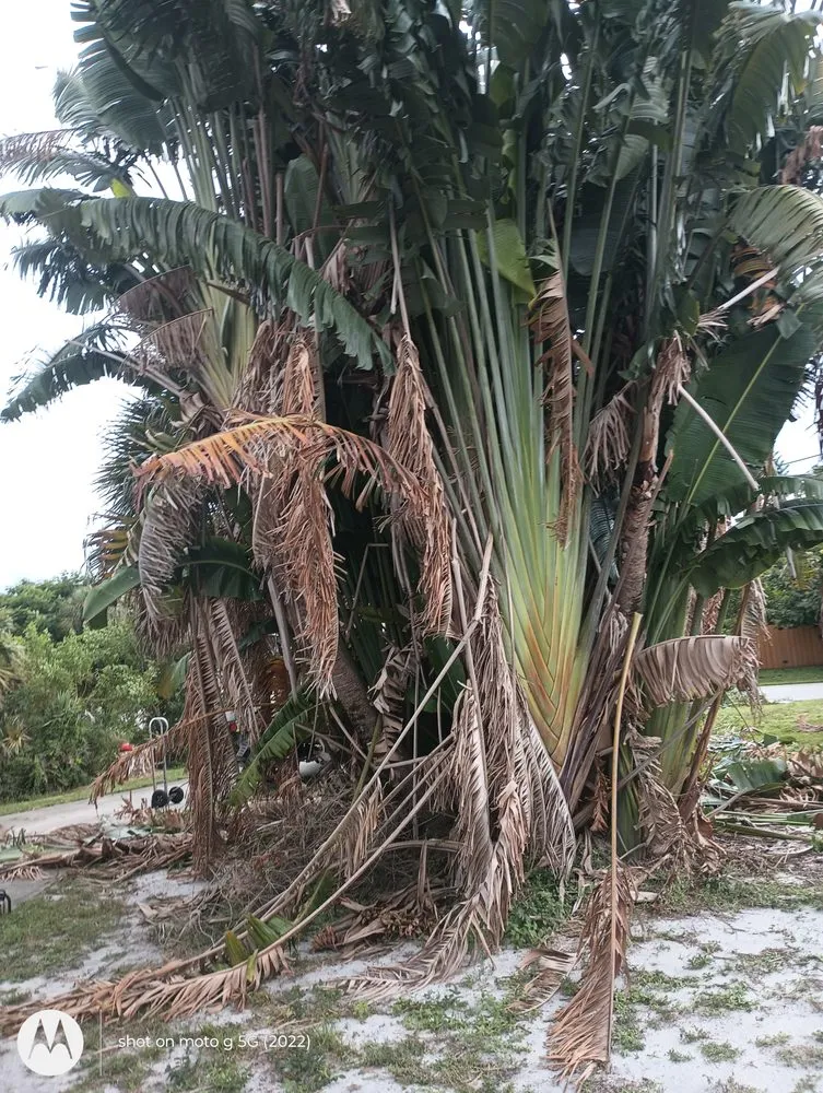 Local outdoor landscaping for homes across Fort Lauderdale, FL - Rick’s Tree Trimming