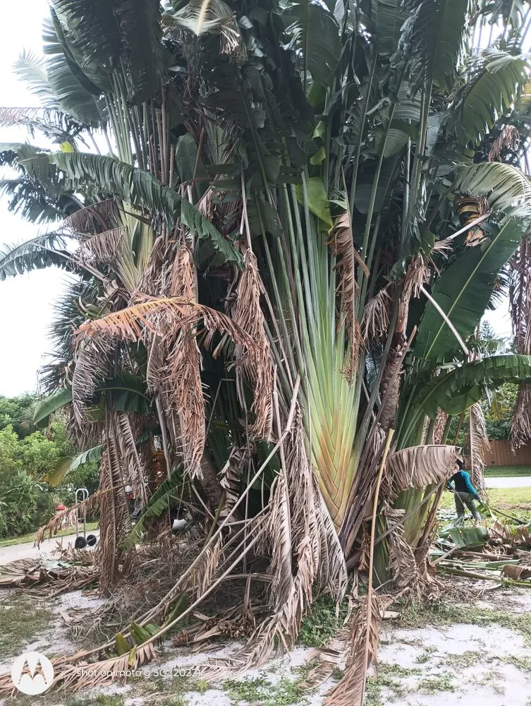 Trusted lawn mowing service experts serving Fort Lauderdale, FL - Rick’s Tree Trimming