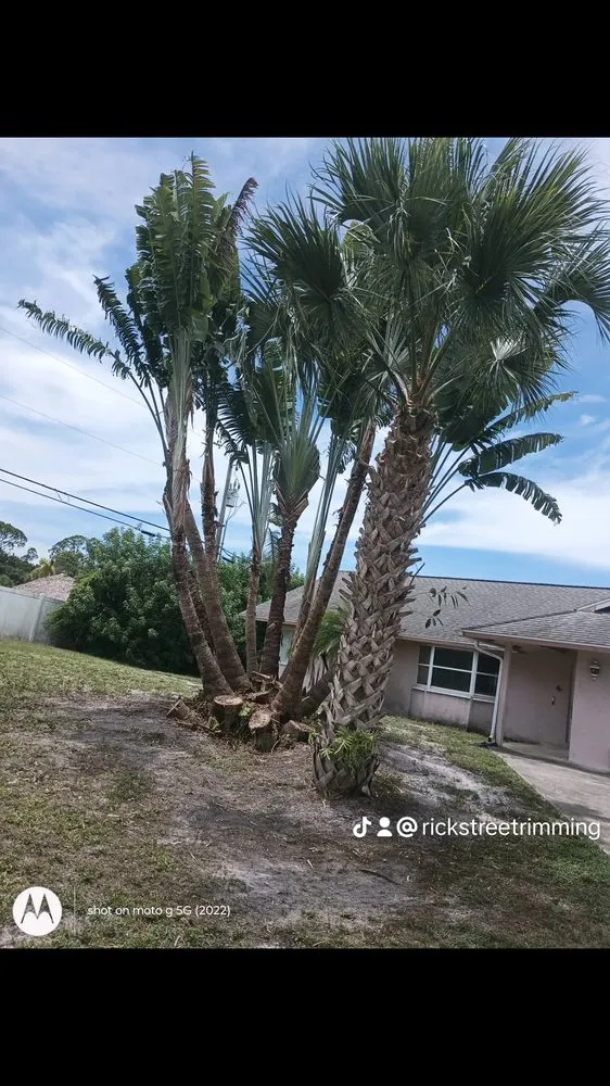 Professional yard maintenance for homes across Fort Lauderdale, FL - Rick’s Tree Trimming