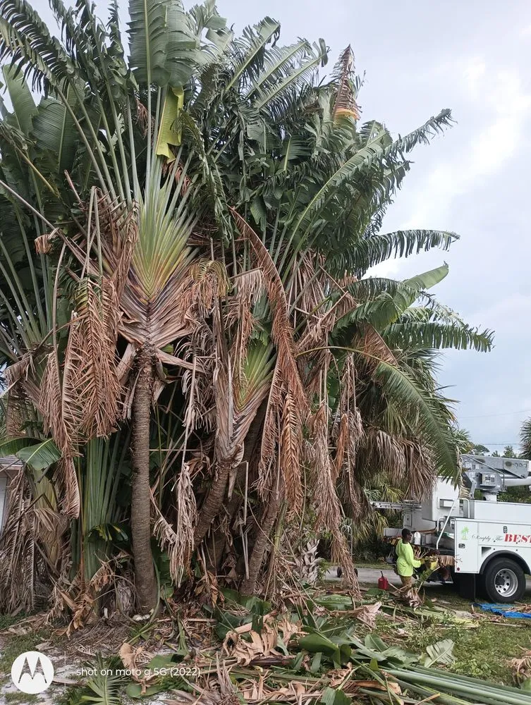 Professional landscape installation with custom design across Fort Lauderdale, FL - Rick’s Tree Trimming