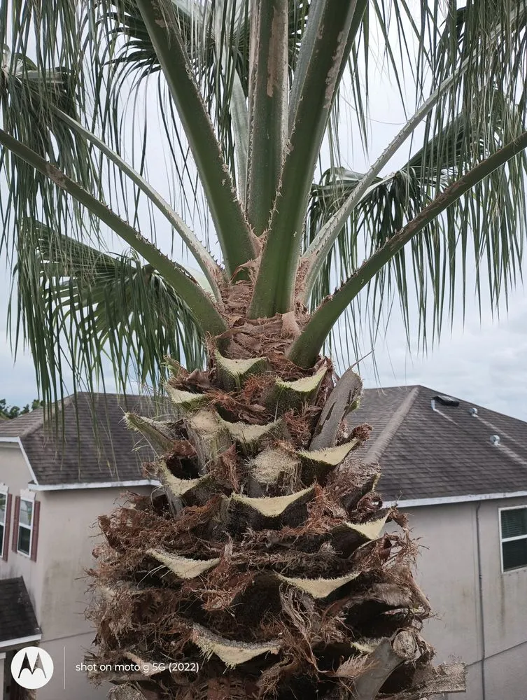 Custom yard cleanup service experts serving Fort Lauderdale, FL - Rick’s Tree Trimming