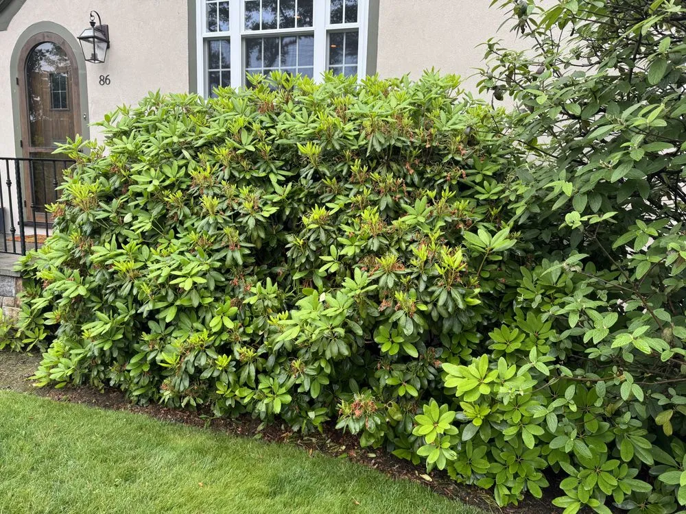 Reliable lawn care service near you across Port Chester, NY - Ricky Tree & Landscaping Services