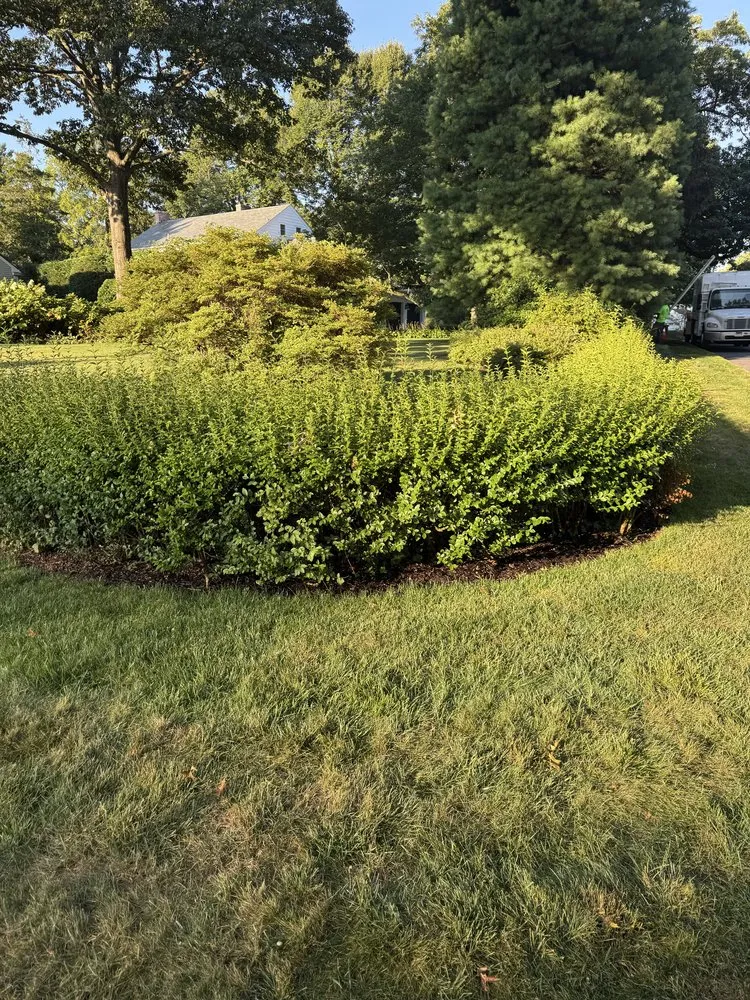Professional lawn care service in Port Chester, NY by Ricky Tree & Landscaping Services