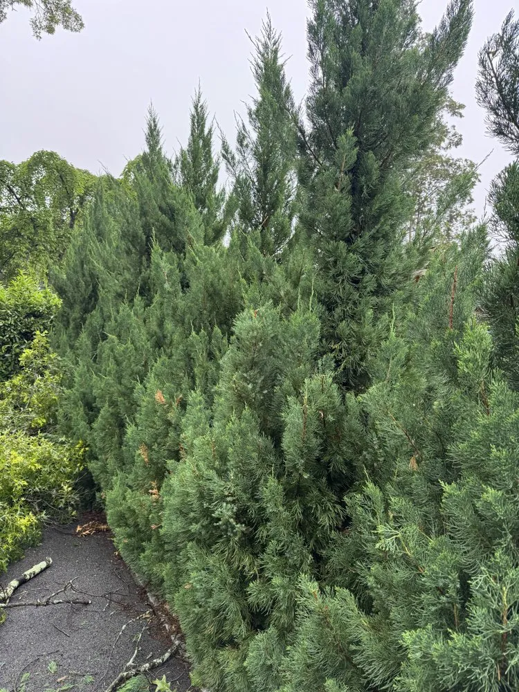 Custom yard maintenance experts serving Port Chester, NY - Ricky Tree & Landscaping Services