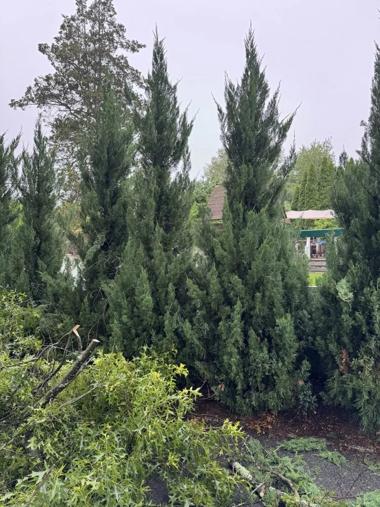 Trusted landscaping services experts serving Port Chester, NY - Ricky Tree & Landscaping Services